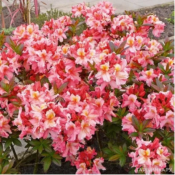 Рододендрон (Азалия) Painted Lady