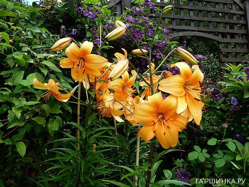 Лилия Перл Стейси /2шт