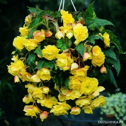 Бегония Пендула Йелоу