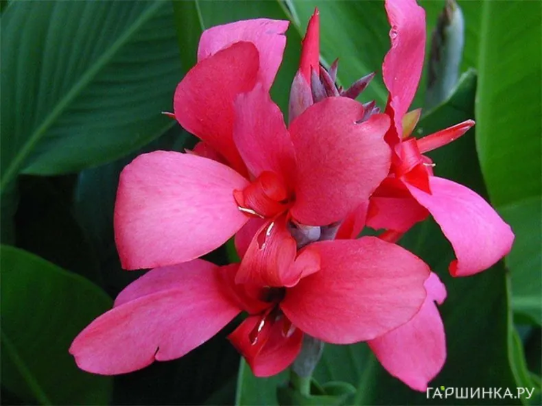 Канна Перкео