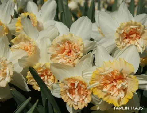 Нарцисс Петит Фоу махровый 5шт