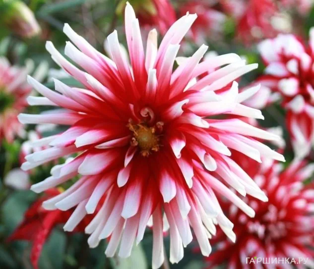 Георгина Пфитцер Джокер кактусовидная