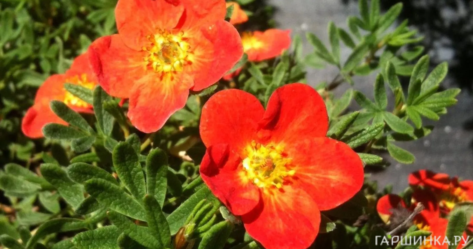 Лапчатка кустарниковая Ред Айс