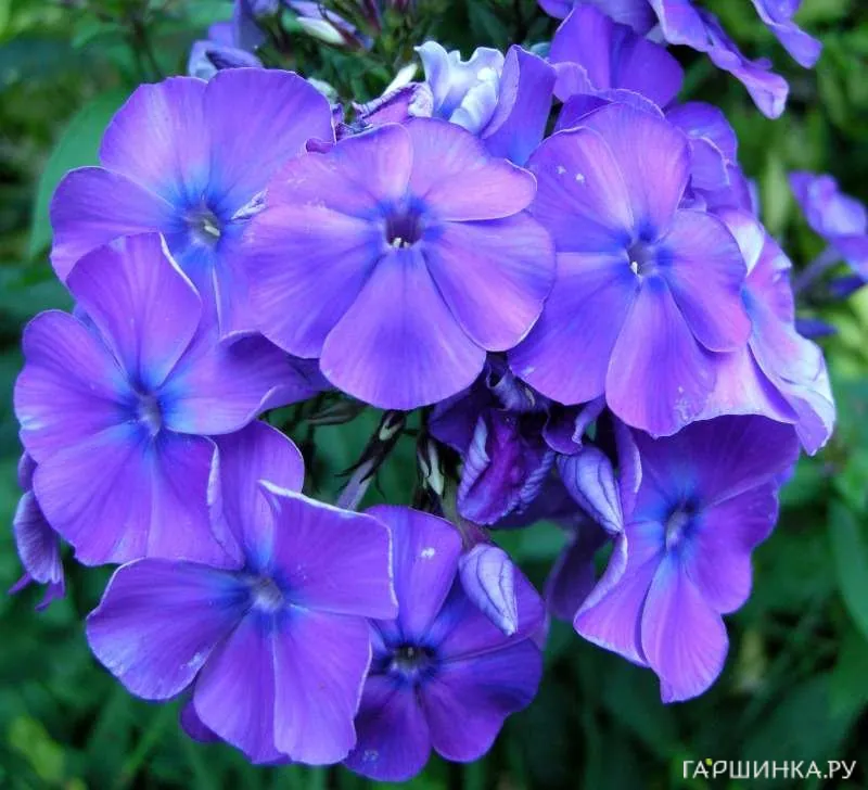 Флокс Блу Парадайс метельчатый
