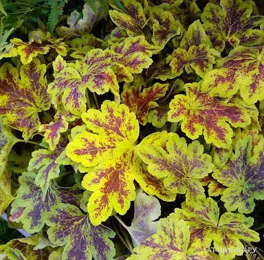 Гейхерелла Солар Пауэр