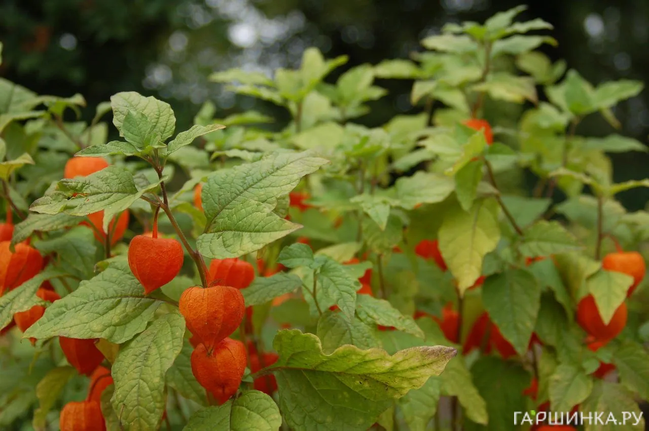Физалис обыкновенный