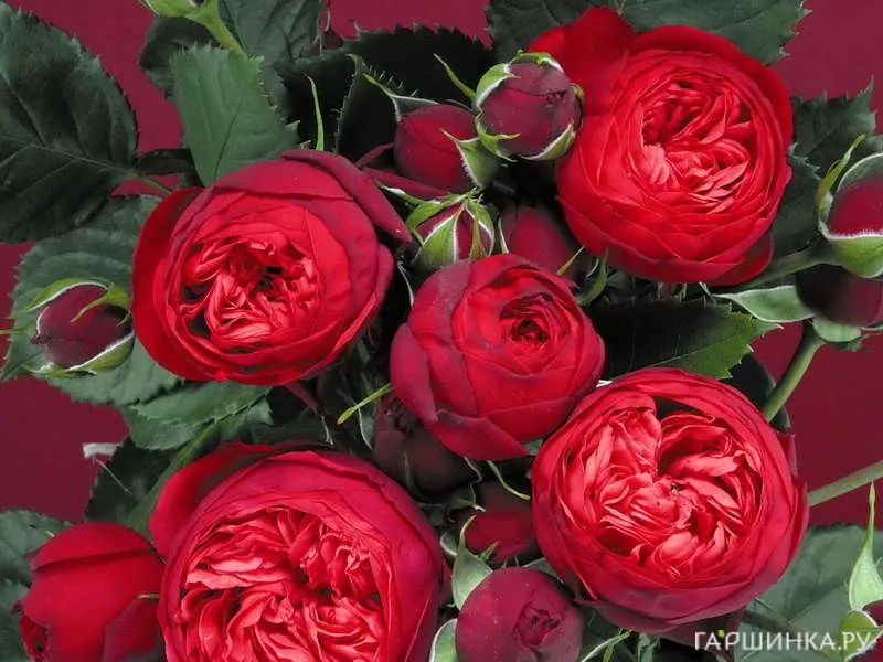 Роза Пиано чайно-гибридная Imperial Rose