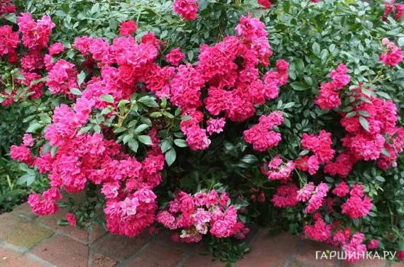 Роза Пинк Фейри почвопокровная, Топалович (лиц)