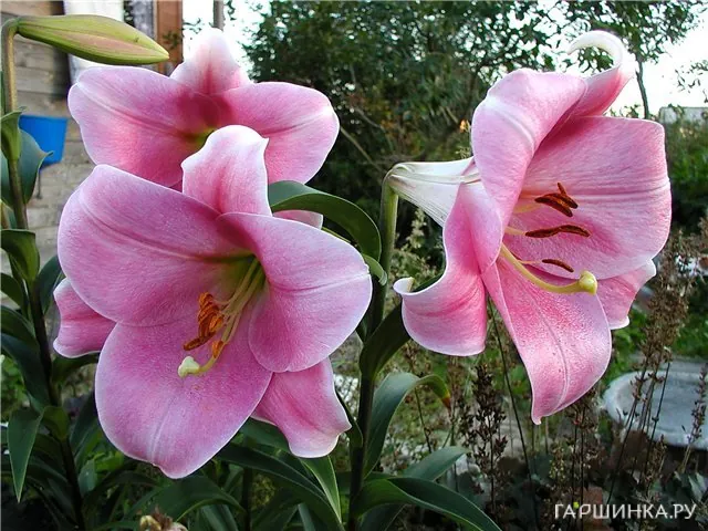 Лилия Пинк Хейвен лонгифлорум/ 2шт