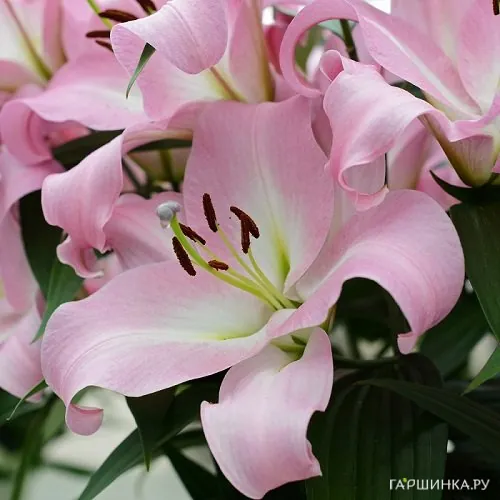 Лилия Пинк Мист ОТ-гибрид /2шт