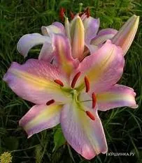 Лилия Пинк Мистери восточная /2шт