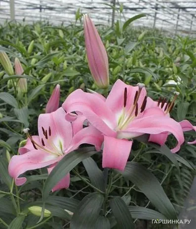 Лилия Пинк Палас ОТ-гибрид/2шт