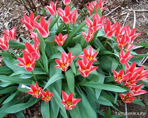 Тюльпан Пиноккио Грейга 5шт.