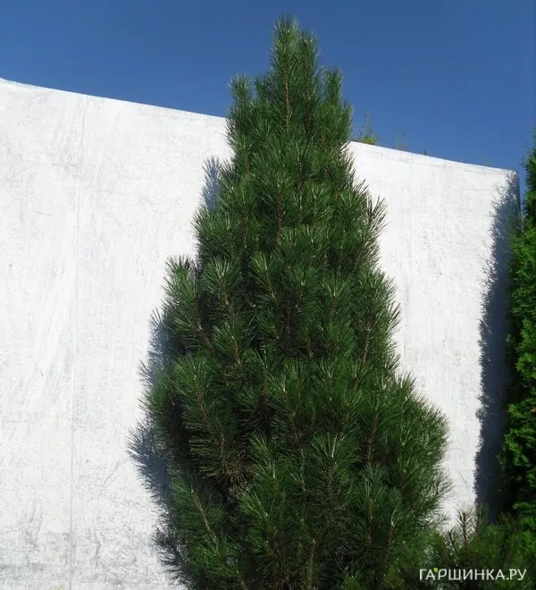 Сосна черная Пирамидалис