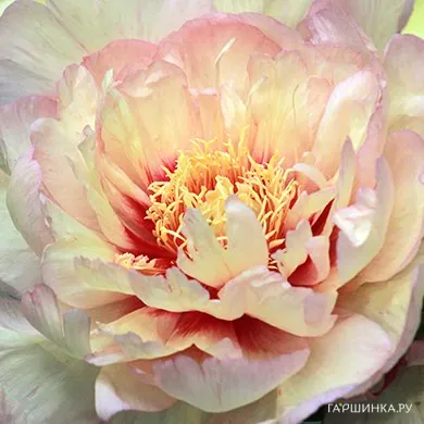 Пион Кенери Брилиантс (ИТО)