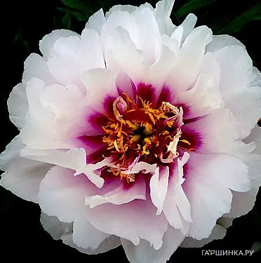 Пион Кора Луиза (ИТО)