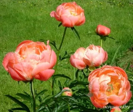 Пион Корал Шарм