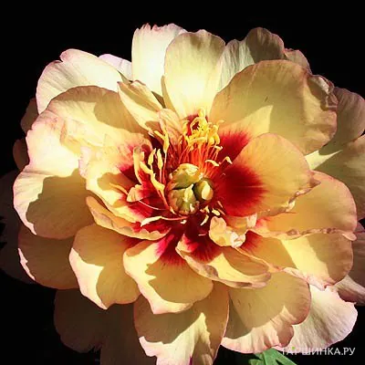 Пион Кэллис Мемори (ИТО)