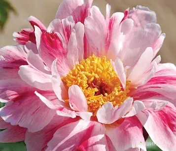 Пион Пинк Луау