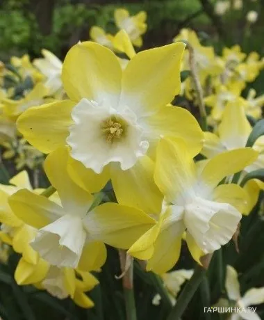 Нарцисс Пипит мини 7шт