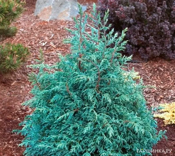 Кипарисовик горохоплодный Бэби Блу