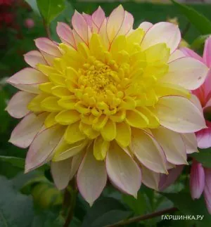 Георгина Полка анемоновидная