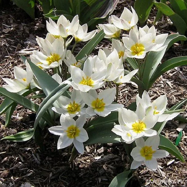 Тюльпан Полихрома карликовый 5 шт