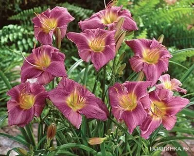 Лилейник Прэйри Блу Айс