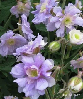 Герань садовая Саммер Скайс