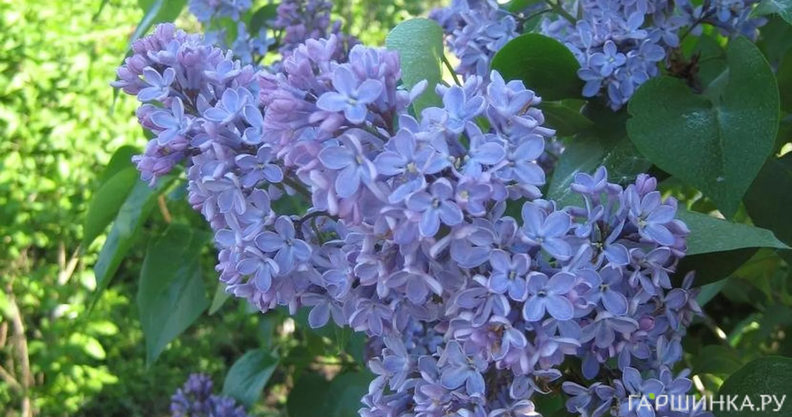 Сирень President Lincoln Р9