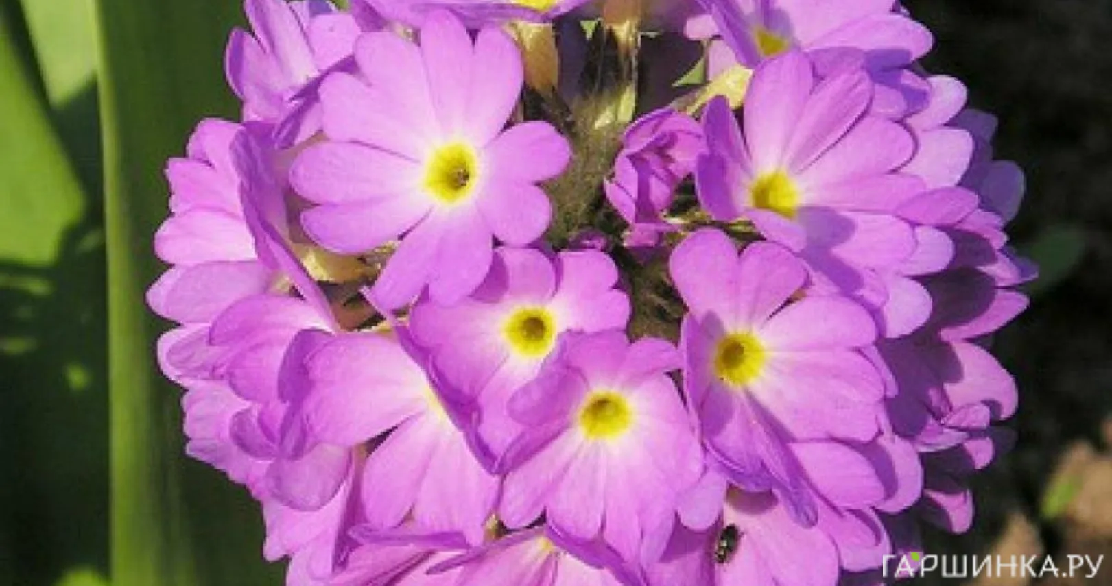 Примула мелкозубчатая Пинк