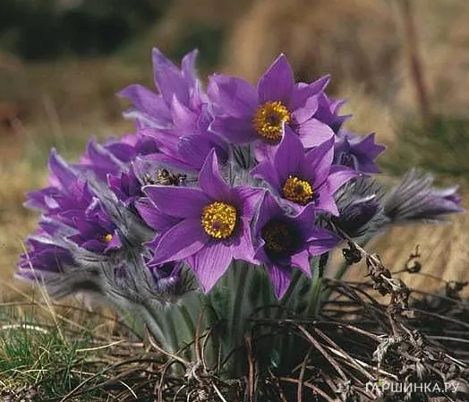 Прострел обыкновенный