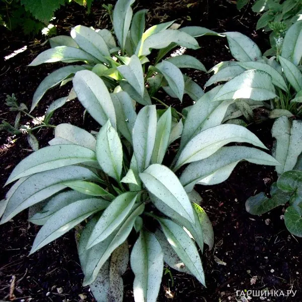 Медуница Самурай