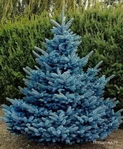 Ель колючая Хупси