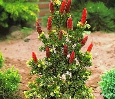 Ель колючая Лаки Страйк