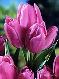 Тюльпан Пепл Букет многоцветковый 5шт.