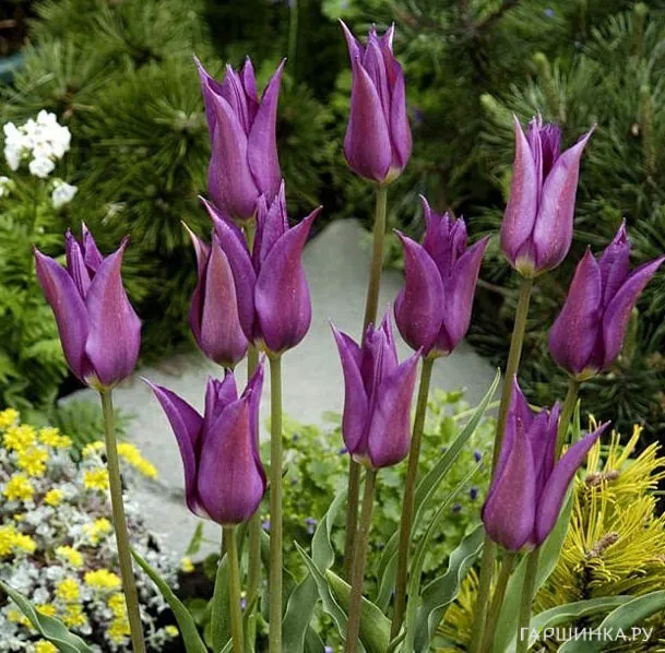 Тюльпан Пепл Дрим лилиецветный 5шт.