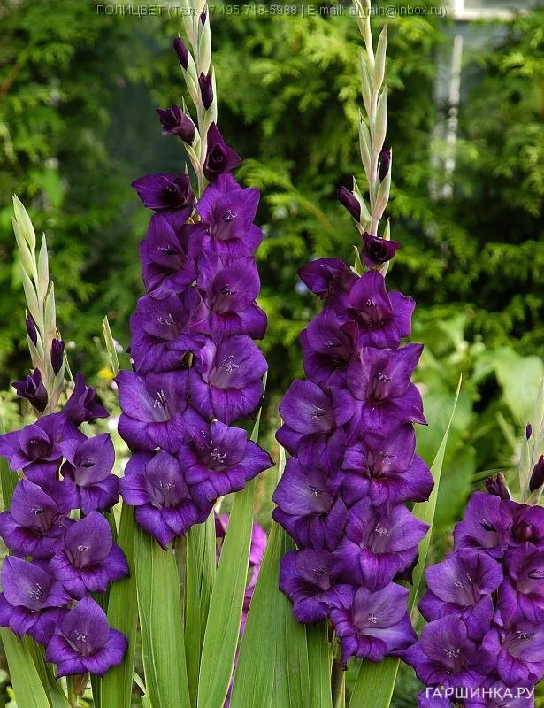 Гладиолус Пепл Флора