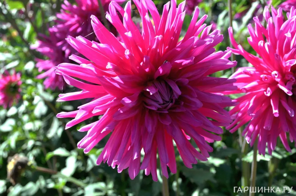 Георгина Пурпл Джем кактусовая