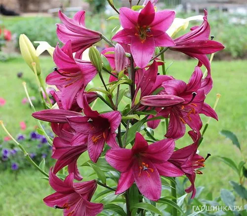 Лилия Пурпл Принц ОТ-гибрид /2шт