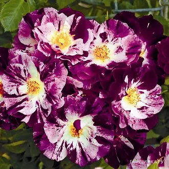 Роза Пурпл Сплэш плетистая, Викс (лиц)