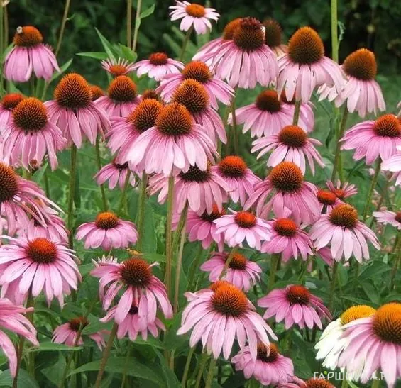 Эхинацея пурпурная Пурпл