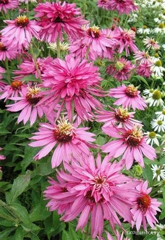 Эхинацея purpurea Red Baron