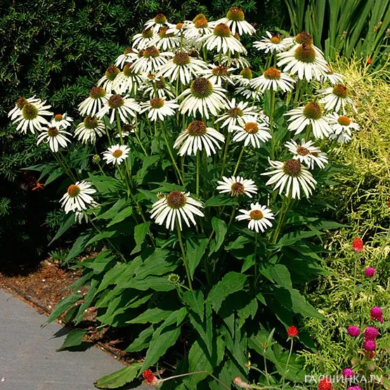 Эхинацея пурпурная Вайт