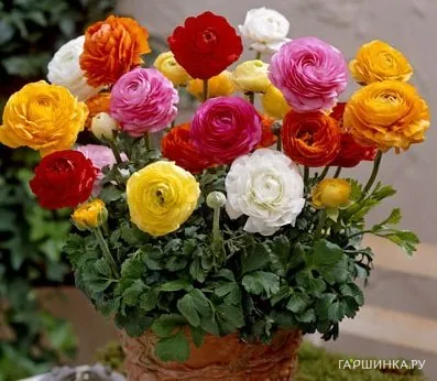 Ранункулюс Микс 10 шт