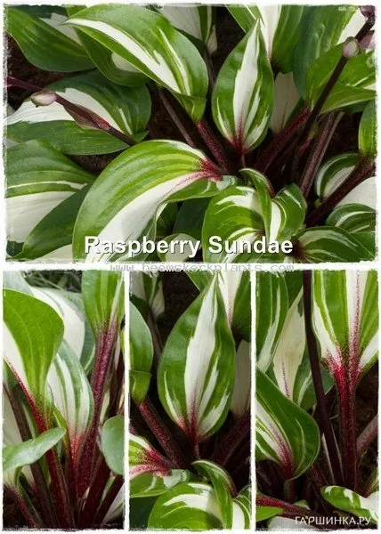 Хоста Распберри сэнди (S)