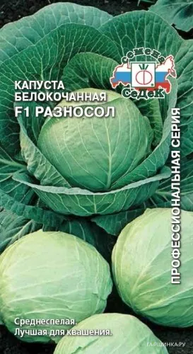 Капуста Разносол F1 белокочанная