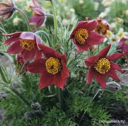 Прострел Ред/Рубра