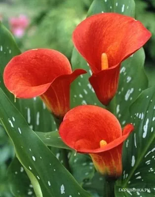 Калла Ред Сокс