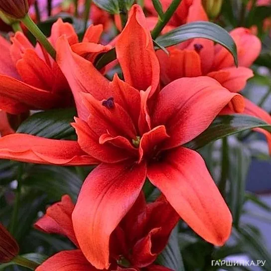 Лилия Ред Твин азиатская махровая